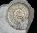 Dumortiera Ammonite Fossil - Germany #13164-1